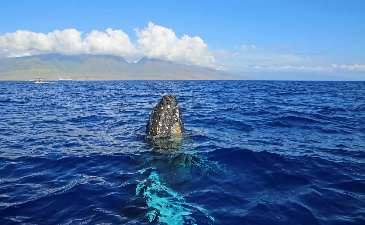 Humpback whale raising its head above deep blue water off Maui, with green mountains under clouds in the background