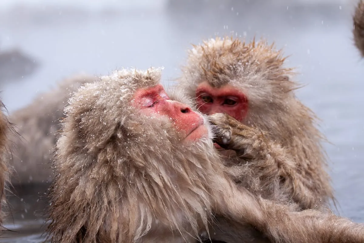 Two Japanese macaques with snow on their fur grooming each other in a steaming hot spring at Jigokudani